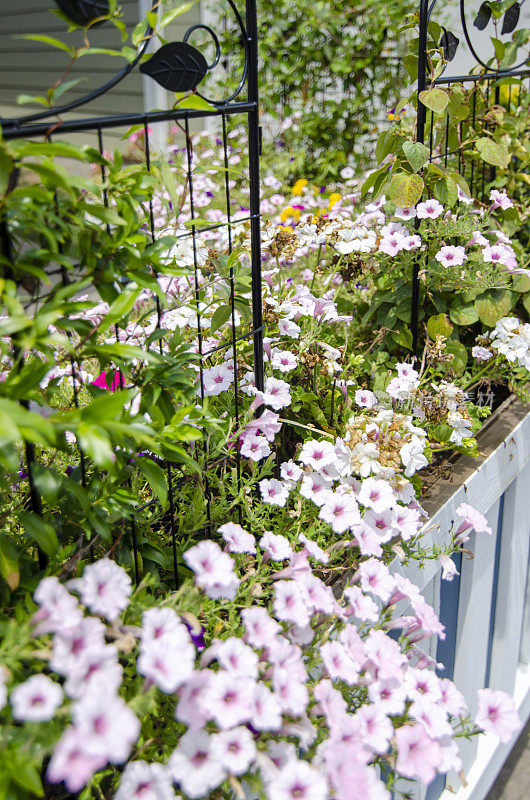 Summer Flowers growing on a trellis in a raised planting bed